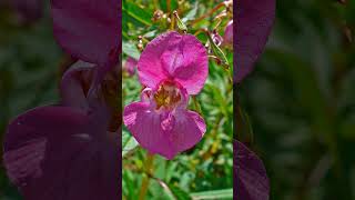 Himalayan Balsam Impatiens glandulifera [upl. by Ocnarfnaig331]