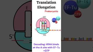 Prokaryotic Translation Elongation Protein synthesis animation biology [upl. by Ahsieit894]