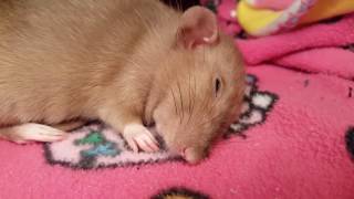 Maple the Rat Dreams of Fighting [upl. by Lusa]