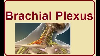 Brachial Plexus structure and functions  2024 [upl. by Dahlia657]