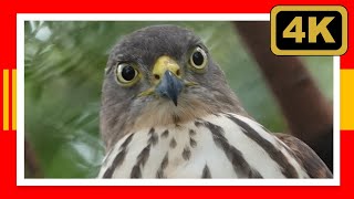 4K Birds of prey  Little Sparrowhawk [upl. by Chladek]