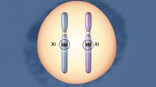 X Chromosomes Inactivation HD Animation [upl. by Ordep]