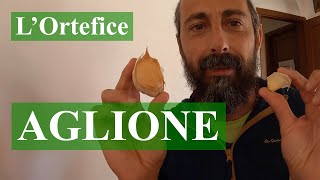 AGLIONE o aglio della Chiana  Trapianto [upl. by Haimirej]