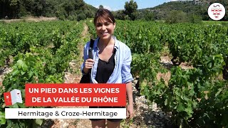 Hermitage et Crozes Hermitage  Un pied dans les vignes de la Vallée du Rhône [upl. by Kinny]