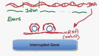 Interupted gene  Introns and exonsmp4 [upl. by Mendez]