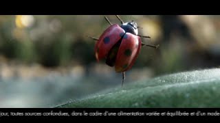 Vittel  la coccinelle quotsource naturelle de vitalitéquot Pub 30s [upl. by Yelrac]