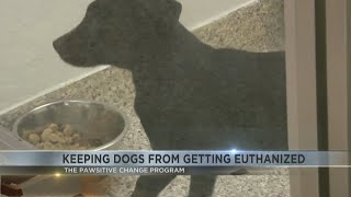 Tucson nonprofit works to save dogs other animals from being put down by connecting animals with [upl. by Bang]