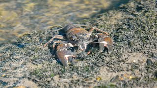 Crayfish Foraging On A Summers Morning Nanaimo BC July 15 2024 [upl. by Armahs]