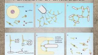 AS level J3 antibodies and antigens Ms Cooper [upl. by Annod]