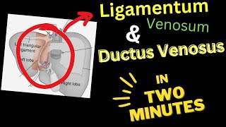 Ligamentum VENOSUM  Ductus VENOSUS  In 4 Minutes [upl. by Droffilc923]