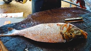 How To Fillet Spangled Emperor  Fish Cutting Skills [upl. by Ardnuahsal961]