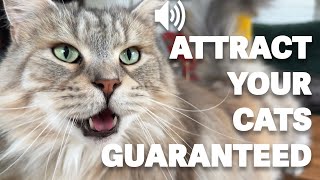 Attract your cat  Meows to call your cat HQ [upl. by Lleznod]