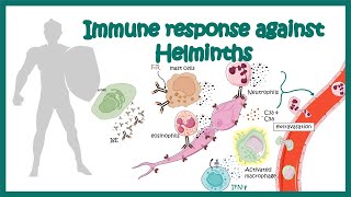 Immune response against worms helminths [upl. by Airot]