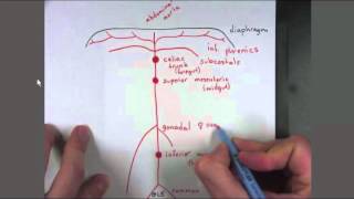 01 Abdominal Aorta Branches [upl. by Ivonne]