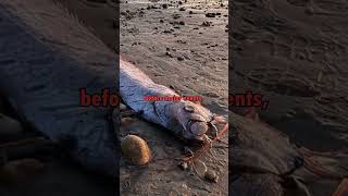 Harbinger Of Doom Fish washes up on Californian Beach [upl. by Anelrad]