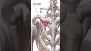 Anatomy Subclavius Muscle shorts [upl. by Anaej466]