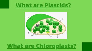 What are PlastidsPlastidsTypes of plastidChloroplastLeucoplastChromoplastChlorophyll [upl. by Sternberg]