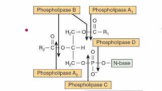 Phospholipases types Phospholipid bond cleavage PhospholipaseABCD Lipid Metabolism URDUHINDI [upl. by Alletnahs775]