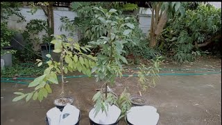 【籠植え実験】チェリモヤ、アボカド🥑、耐暑性桃🍑の植え替え 【trial】replanting cherimoya avocado🥑 and tropic hardy peach🍑 [upl. by Ayanet]