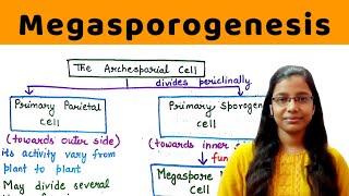 Megasporogenesis  in detail   development of ovule  Megaspore haustoria  Mamelon [upl. by Venditti]