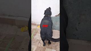 roxy viral funny dogylover short shortvideo ytviral trending trendingshorts youtubeshorts [upl. by Orban]