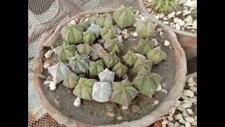 cactus gurusonii and Astrophytum asteria cacti cactusflower [upl. by Shannan]