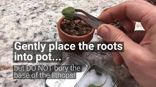 Plant Parenting Transplanting Lithops Living Stones [upl. by Tabitha]