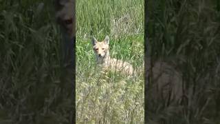 Highlights from my Kansas hunt coyote wildlife hunting animals nature wildanimals outdoors [upl. by Ahsieket]