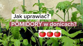 Jak uprawiać pomidory w donicach [upl. by Miarhpe]