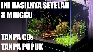 Aquascape Substratnya Cuma Pasir  Apa Bisa [upl. by Carlile]