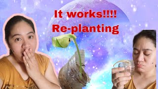 RePlanting update after 5 days [upl. by Esli]