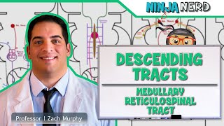 Neurology  Descending Tracts Medullary Reticulospinal Tract [upl. by Bresee881]