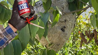 LocTite Spray Foam Vs Hornet Nest will it seal them in [upl. by Ruella]