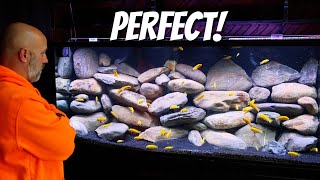 I Built The PERFECT Tank For Cichlids Yellow Lab Aquascape [upl. by Gurango892]