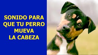 SONIDO PARA QUE TU PERRO MUEVA LA CABEZA 🐶 🐕🎶💚🐕‍🦺👉Sonidos para hacer MOVER la CABEZA tu PERRO [upl. by Africah]