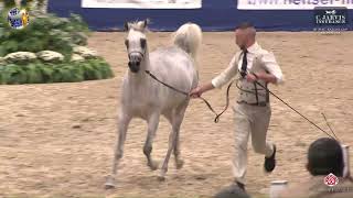 N 20 MASA AL BURAQ 40th All Nations Cup Aachen 2024 Yearling Fil [upl. by Randal587]