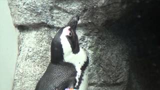 Penguins unveiled at the Zoo [upl. by Naus]