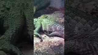 Cuvier’s Dwarf Caiman Pt 1 learn caiman wildlife dallasaquarium education [upl. by Niwre]