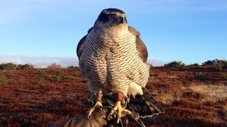 Goshawks  hunting pheasants in Angus Scotland [upl. by Gnil]