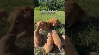 I have puppy fever 😭 puppies puppyfever babies angels addicted viral viralshort [upl. by Edieh318]