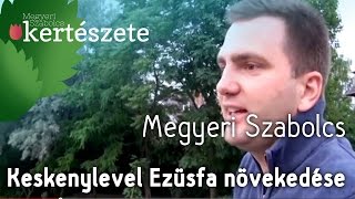 Elaeagnus angustifolia  Keskenylevelű Ezüstfa növekedése  Megyeri Kertészet Cegléd [upl. by Nuyh]