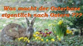 Was macht der Osterhase nach Ostern [upl. by Harv]