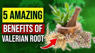 5 AWESOME Valerian Root Benefits [upl. by Aisatana]