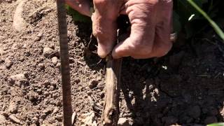 Lasseter Family Winery Organic Farming Video [upl. by Pelpel]