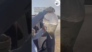 Pangasius Fish Seed 🐬 Delivery to Customers by AquaTech Fisheries shorts business viral biofloc [upl. by Koss739]