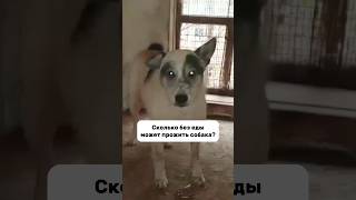 😭 helpanimals собака приют dogshelter животные doglover charity благотворительность dog [upl. by Oicatsana182]