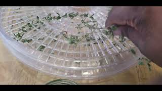 I finished dehydrating my herbs Made with Clipchamp [upl. by Leciram87]