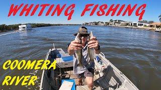 WHITING FISHING COOMERA RIVER 17TH AUG 2024 [upl. by Alekram]