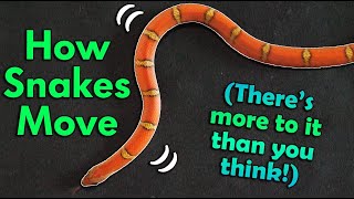 How Snakes Move They dont just slither [upl. by Nosned]