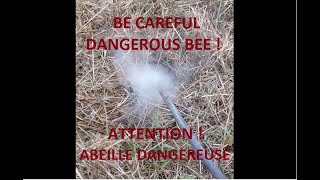 attention  abeille dangereuse  be careful  dangerous bee [upl. by Mot]